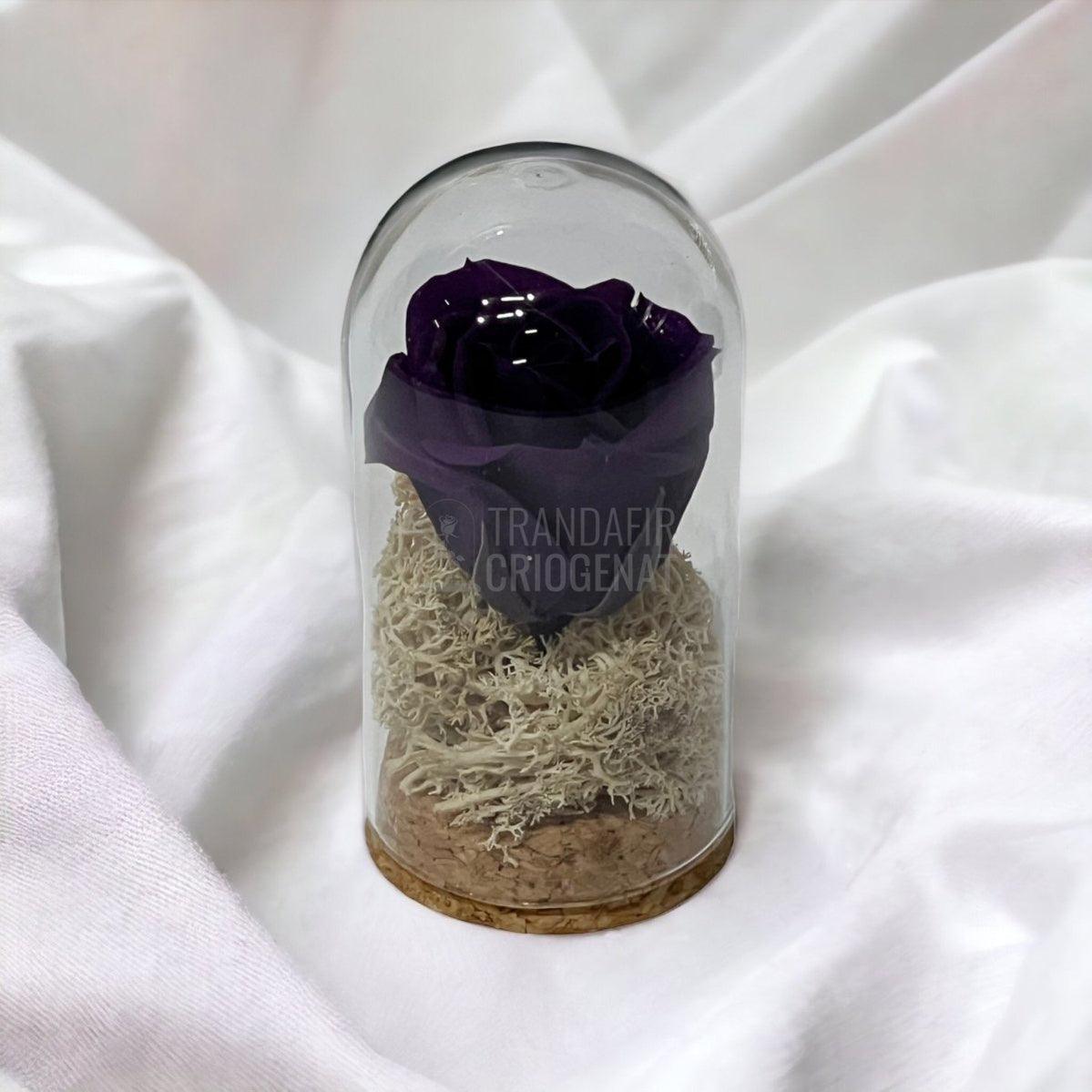Trandafir Criogenat mov-inchis in cupola sticla 5x9,5cm (marturie) - Trandafir-Criogenat.ro