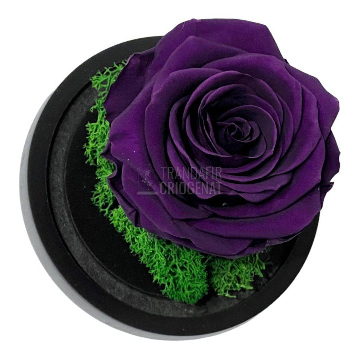 Trandafir Criogenat mov inchis Ø8cm in cupola sticla 10x15cm - Trandafir-Criogenat.ro