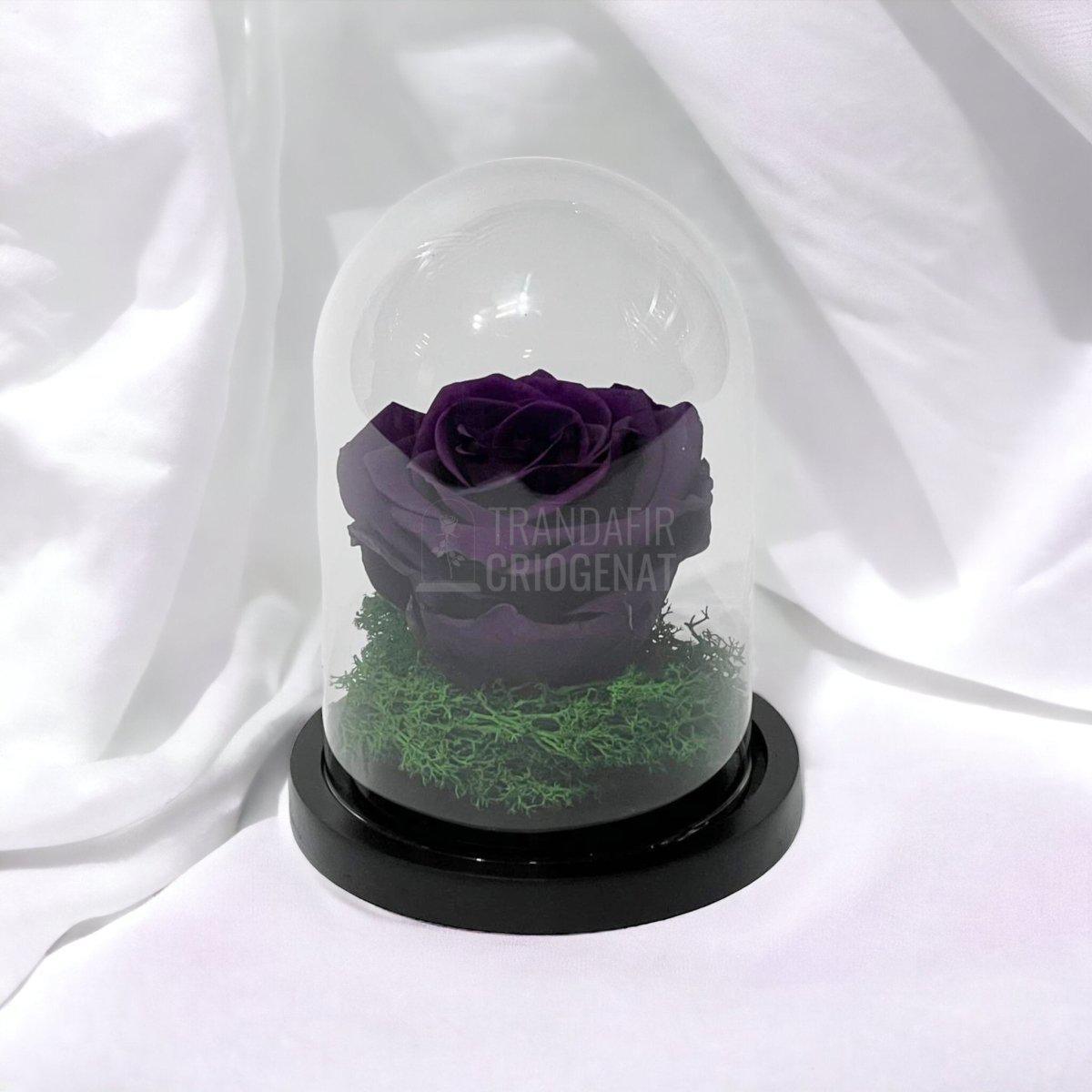 Trandafir Criogenat mov inchis Ø8cm in cupola sticla 10x15cm - Trandafir-Criogenat.ro