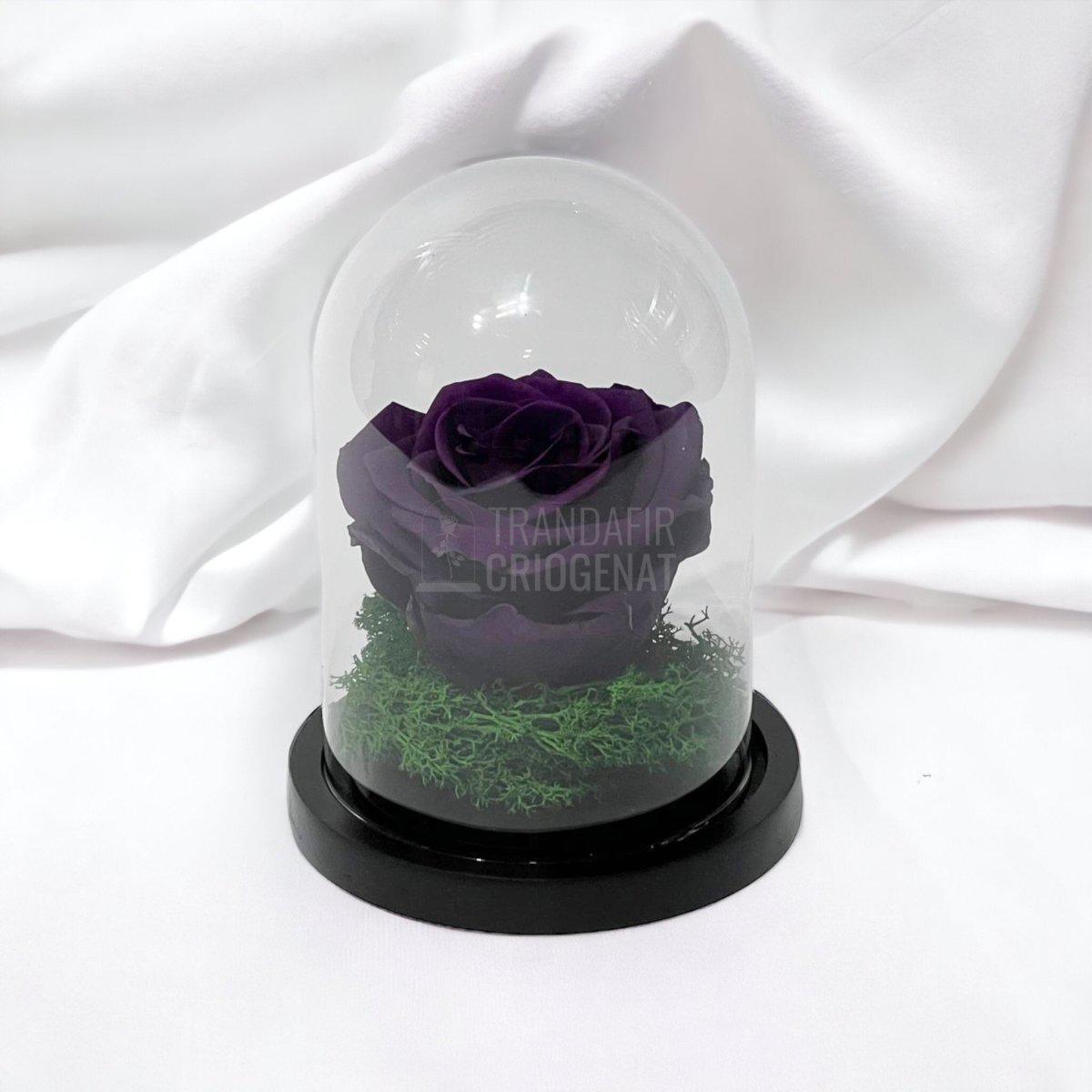 Trandafir Criogenat mov inchis Ø8cm in cupola sticla 10x15cm - Trandafir-Criogenat.ro