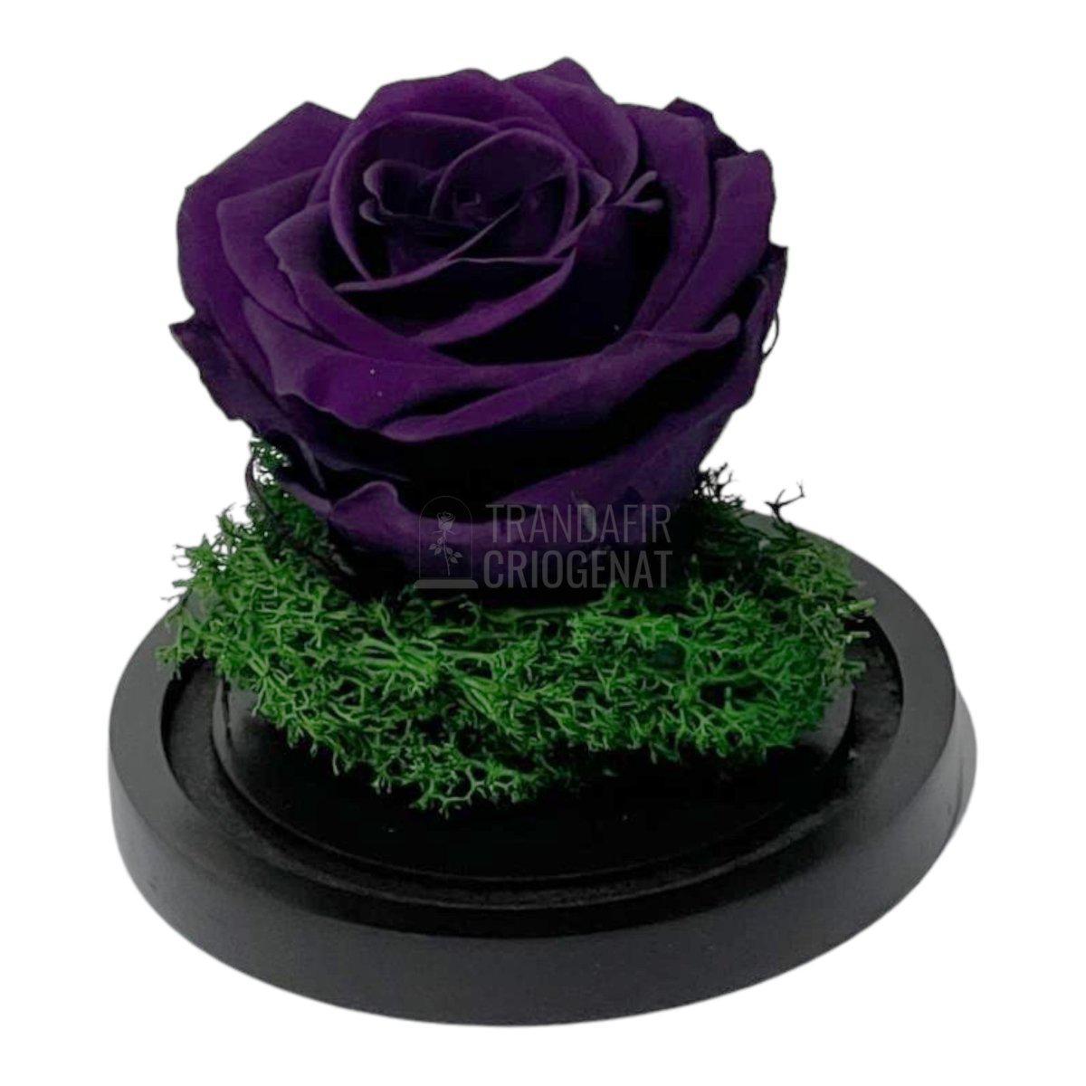 Trandafir Criogenat mov inchis Ø8cm in cupola sticla 10x15cm - Trandafir-Criogenat.ro