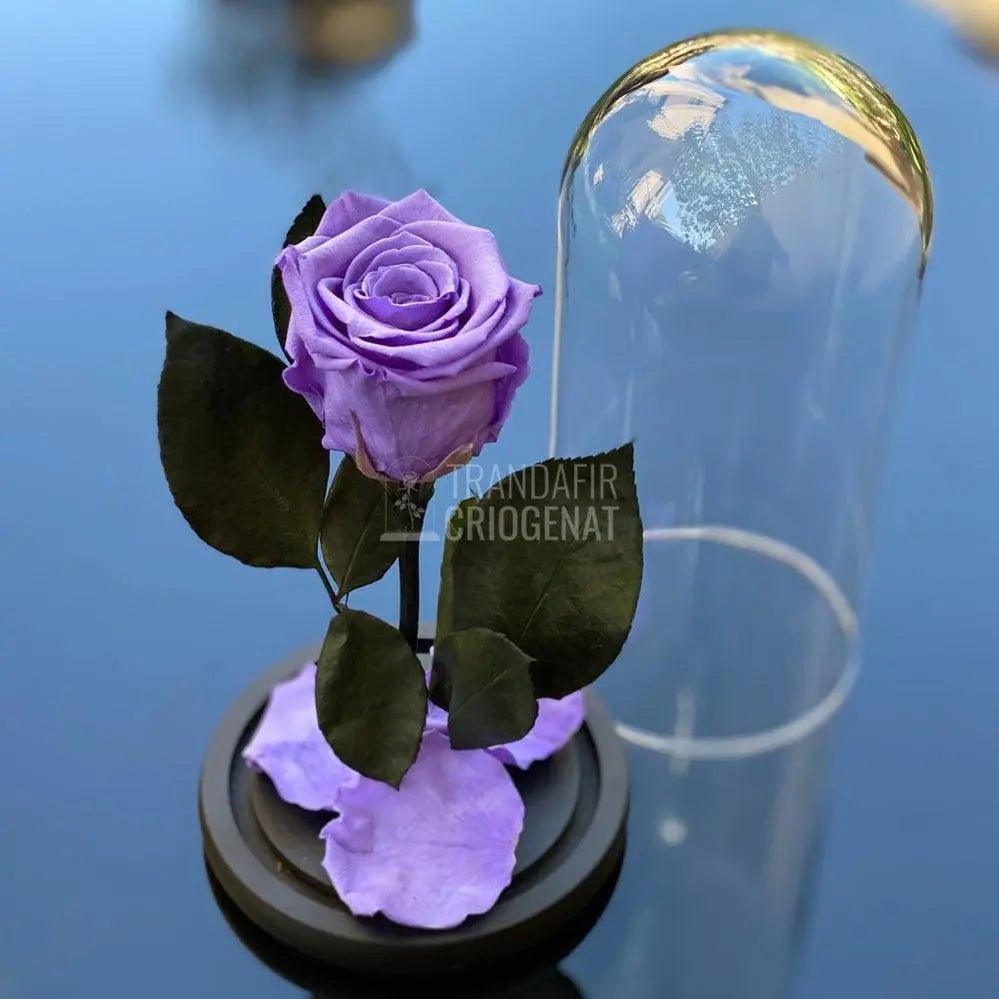 Trandafir Criogenat mov Ø6,5cm in cupola sticla 12x25cm - Trandafir-Criogenat.ro