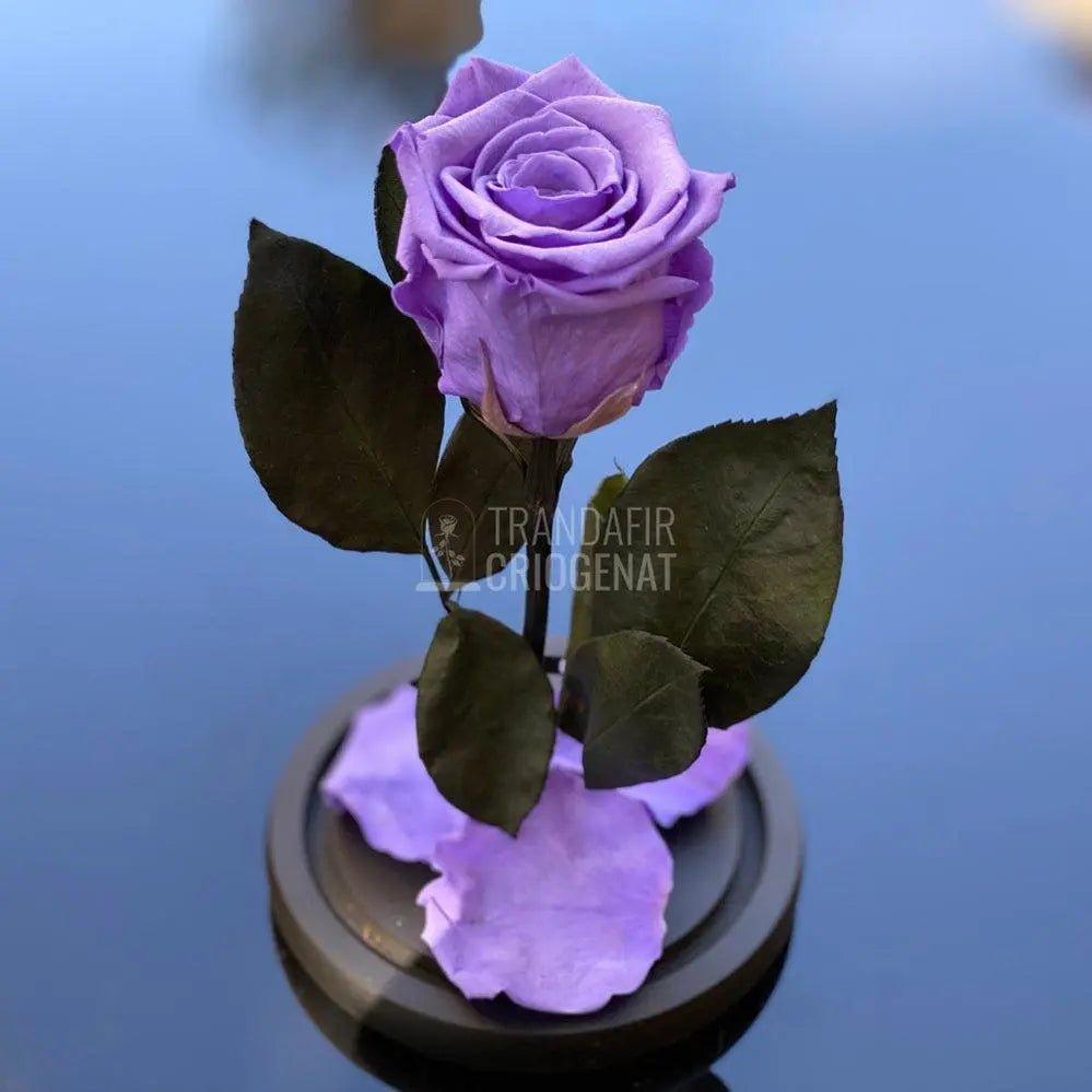 Trandafir Criogenat mov Ø6,5cm in cupola sticla 12x25cm - Trandafir-Criogenat.ro