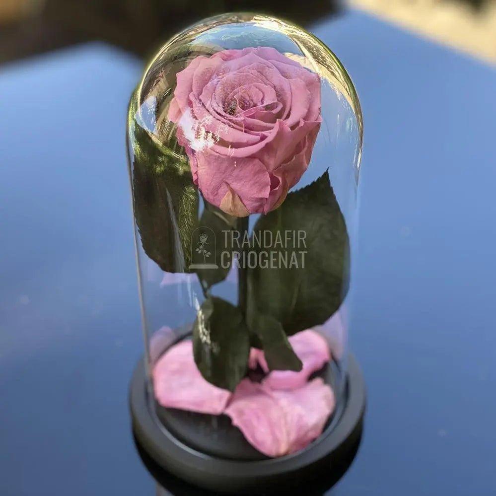 Trandafir Criogenat mov pudrat Ø6,5cm in cupola de sticla 10x20cm - Trandafir-Criogenat.ro