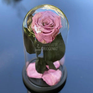 Trandafir Criogenat mov pudrat Ø6,5cm in cupola de sticla 10x20cm - Trandafir-Criogenat.ro