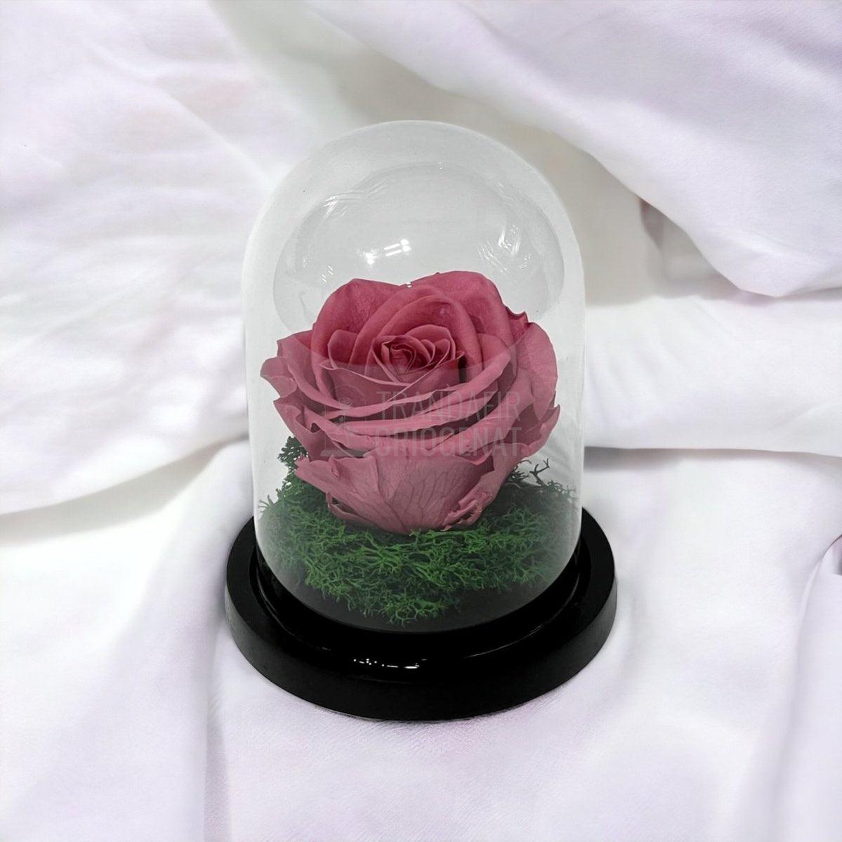Trandafir Criogenat mov pudrat Ø8cm in cupola de sticla 10x15cm - Trandafir-Criogenat.ro