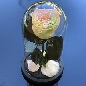 Trandafir Criogenat multicolor deschis, cupola 10x20cm - Trandafir-Criogenat.ro