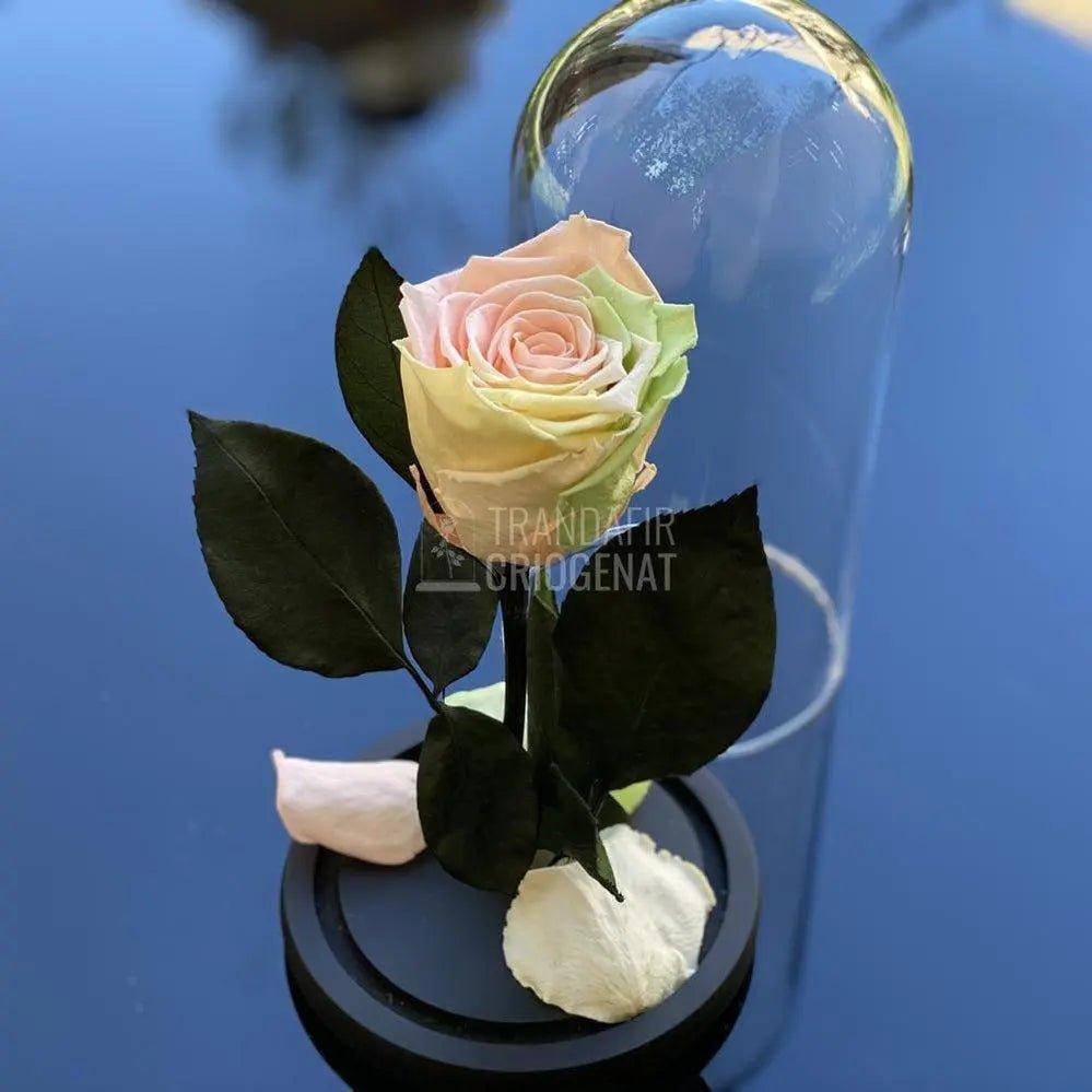 Trandafir Criogenat multicolor deschis, cupola 10x20cm - Trandafir-Criogenat.ro