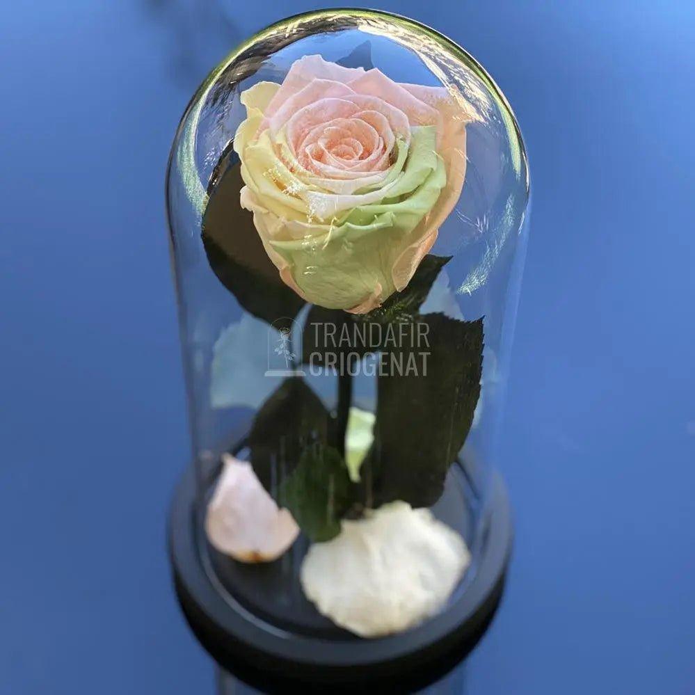 Trandafir Criogenat multicolor deschis, cupola 10x20cm - Trandafir-Criogenat.ro