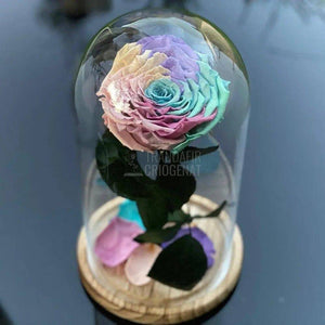 Trandafir Criogenat multicolor deschis mare in cupola sticla - Trandafir-Criogenat.ro