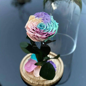 Trandafir Criogenat multicolor deschis mare in cupola sticla - Trandafir-Criogenat.ro