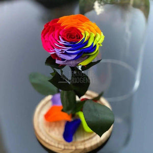 Trandafir Criogenat multicolor mare in cupola de sticla - Trandafir-Criogenat.ro