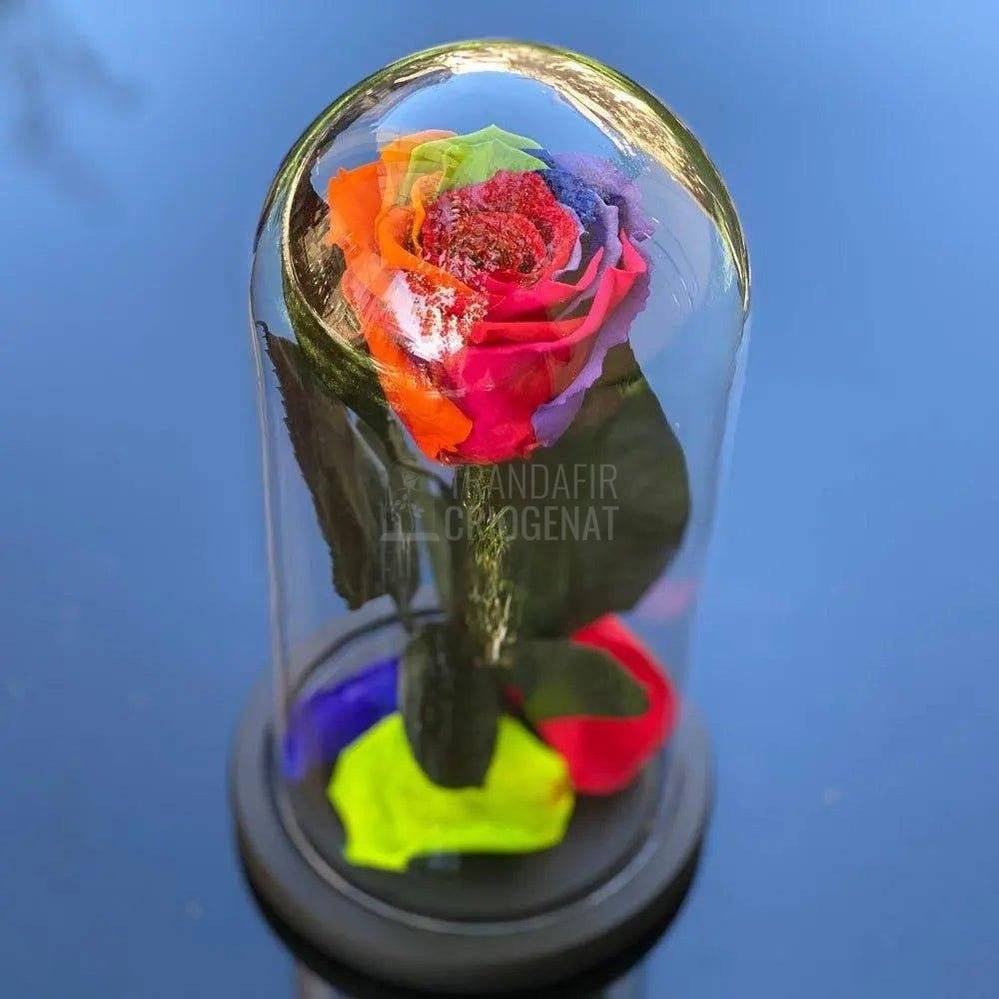 Trandafir Criogenat multicolor Ø6,5cm in cupola de sticla - Trandafir-Criogenat.ro