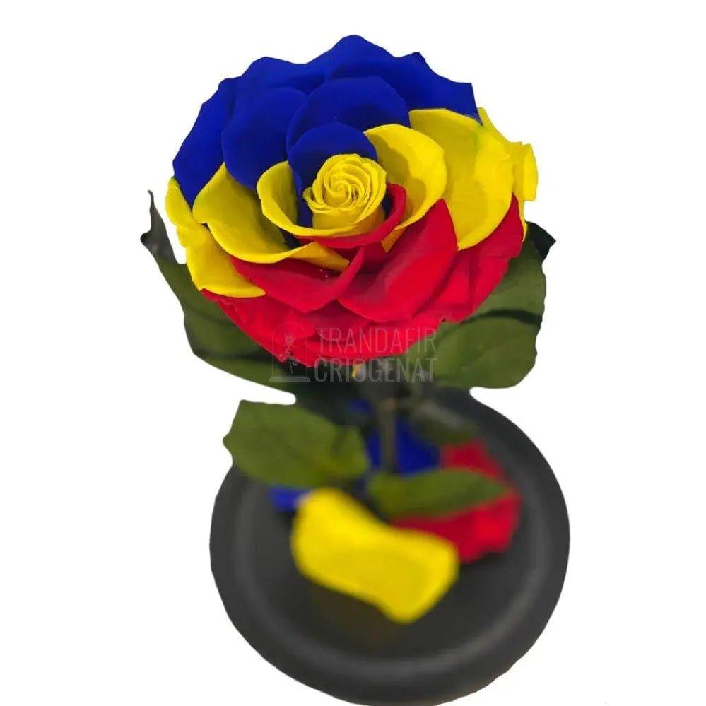 Trandafir Criogenat multicolor steag Romania in cupola de sticla - Trandafir-Criogenat.ro