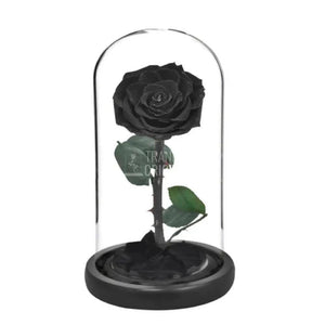 Trandafir Criogenat negru bella Ø8cm in cupola 10x20cm - Trandafir-Criogenat.ro