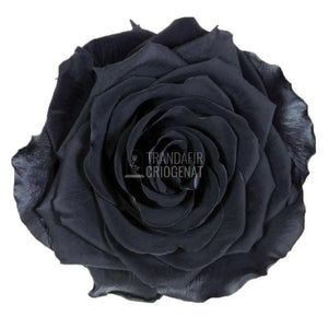 Trandafir Criogenat negru bonita Ø9,5cm in cupola 12x25cm - Trandafir-Criogenat.ro