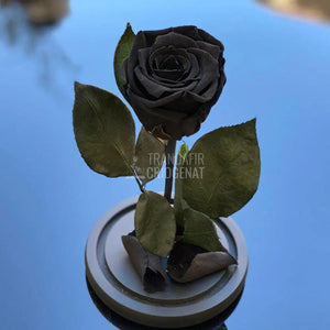 Trandafir Criogenat negru Ø6,5cm in cupola sticla 12x25cm - Trandafir-Criogenat.ro