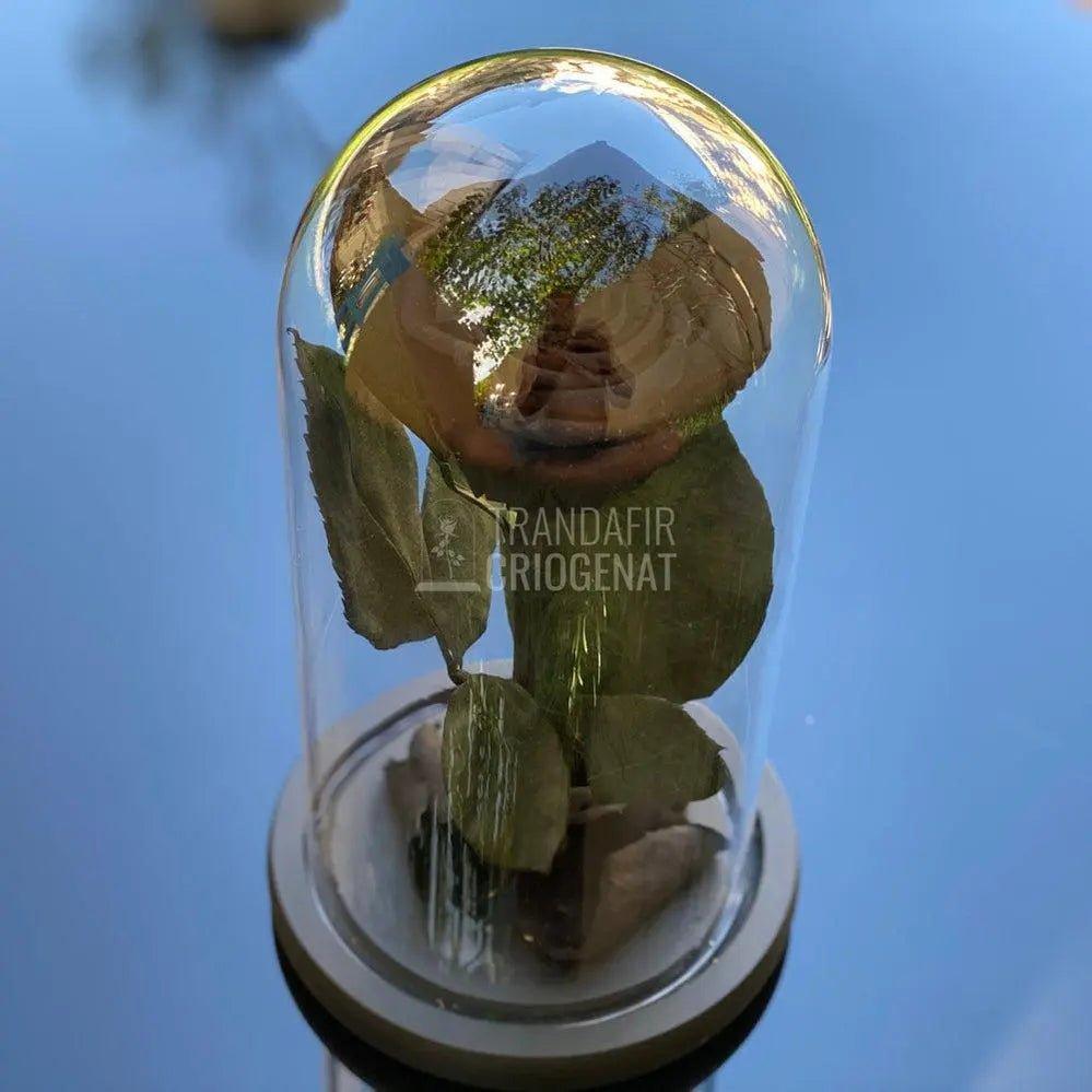 Trandafir Criogenat negru Ø6,5cm in cupola sticla 12x25cm - Trandafir-Criogenat.ro