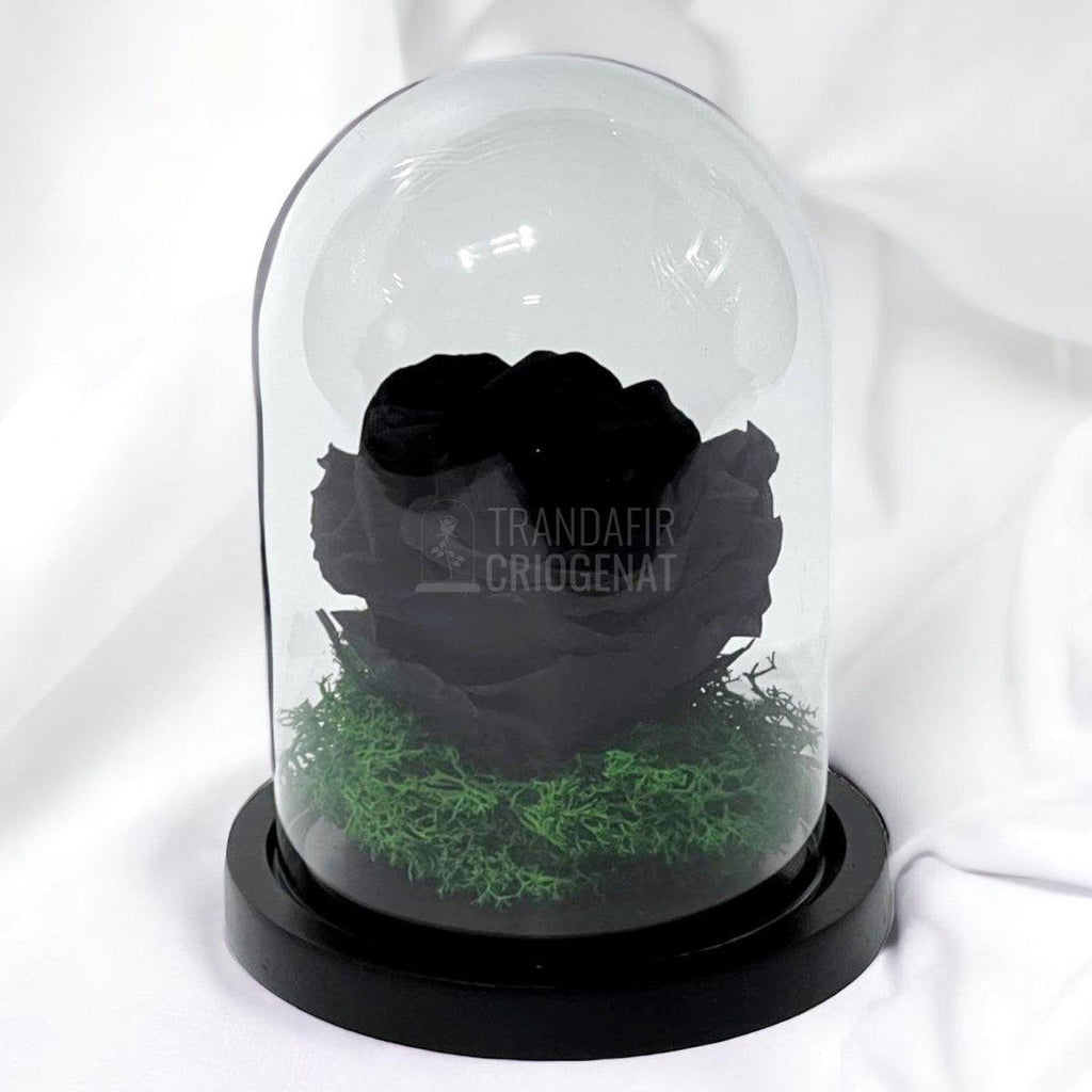 Trandafir Criogenat negru Ø8cm in cupola de sticla 10x15cm - Trandafir-Criogenat.ro