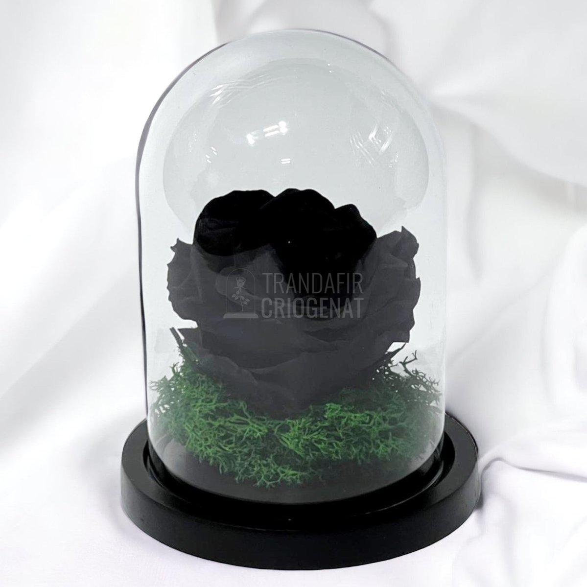 Trandafir Criogenat negru Ø8cm in cupola de sticla 10x15cm - Trandafir-Criogenat.ro