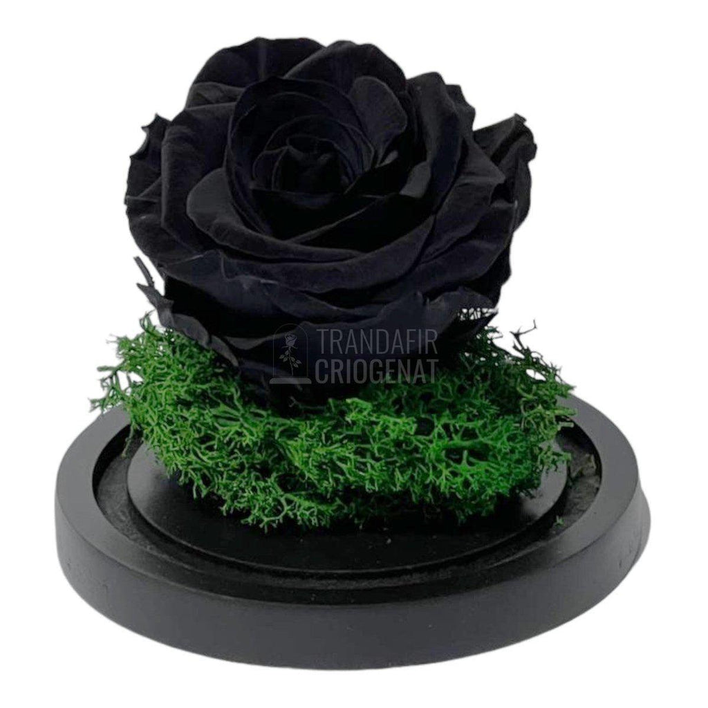 Trandafir Criogenat negru Ø8cm in cupola de sticla 10x15cm - Trandafir-Criogenat.ro