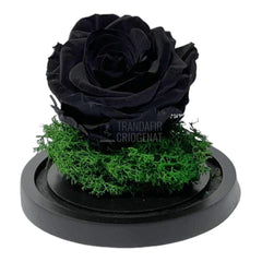 Trandafir Criogenat negru Ø8cm in cupola de sticla 10x15cm - Trandafir-Criogenat.ro