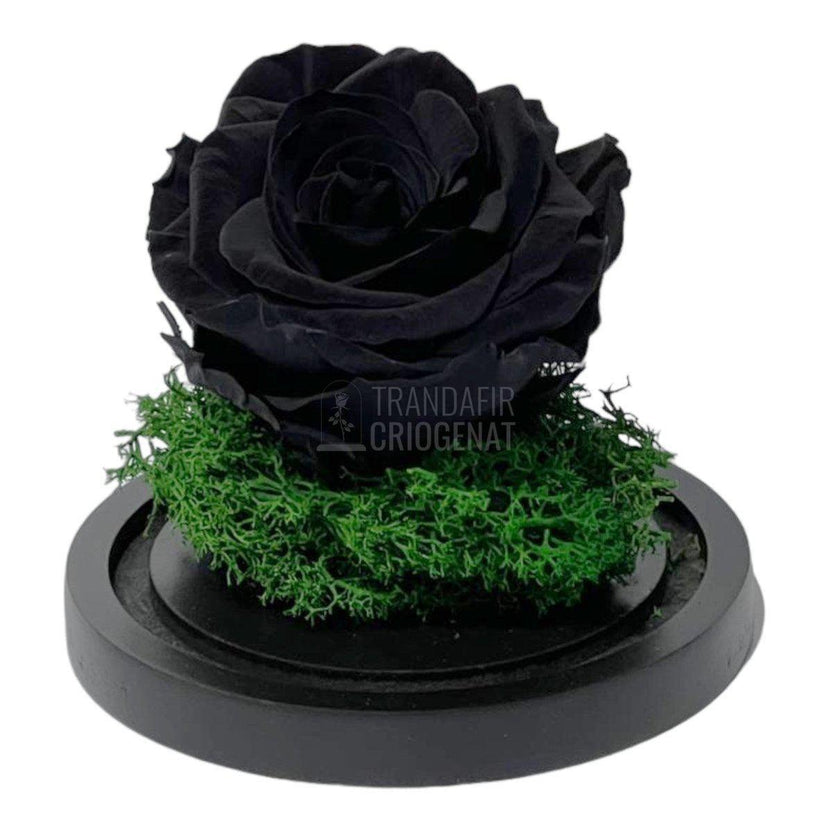 Trandafir Criogenat negru Ø8cm in cupola de sticla 10x15cm - Trandafir-Criogenat.ro