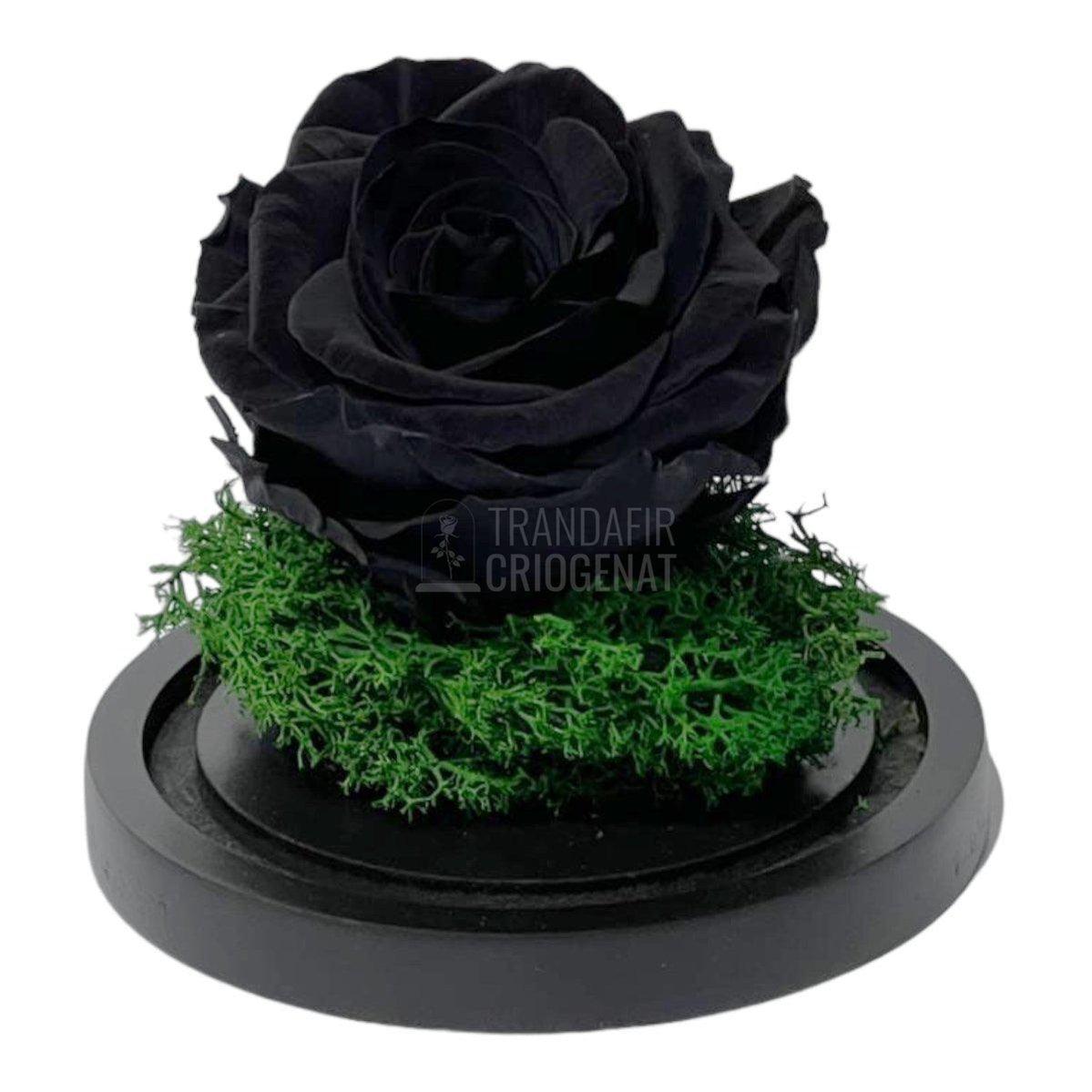 Trandafir Criogenat negru Ø8cm in cupola de sticla 10x15cm - Trandafir-Criogenat.ro