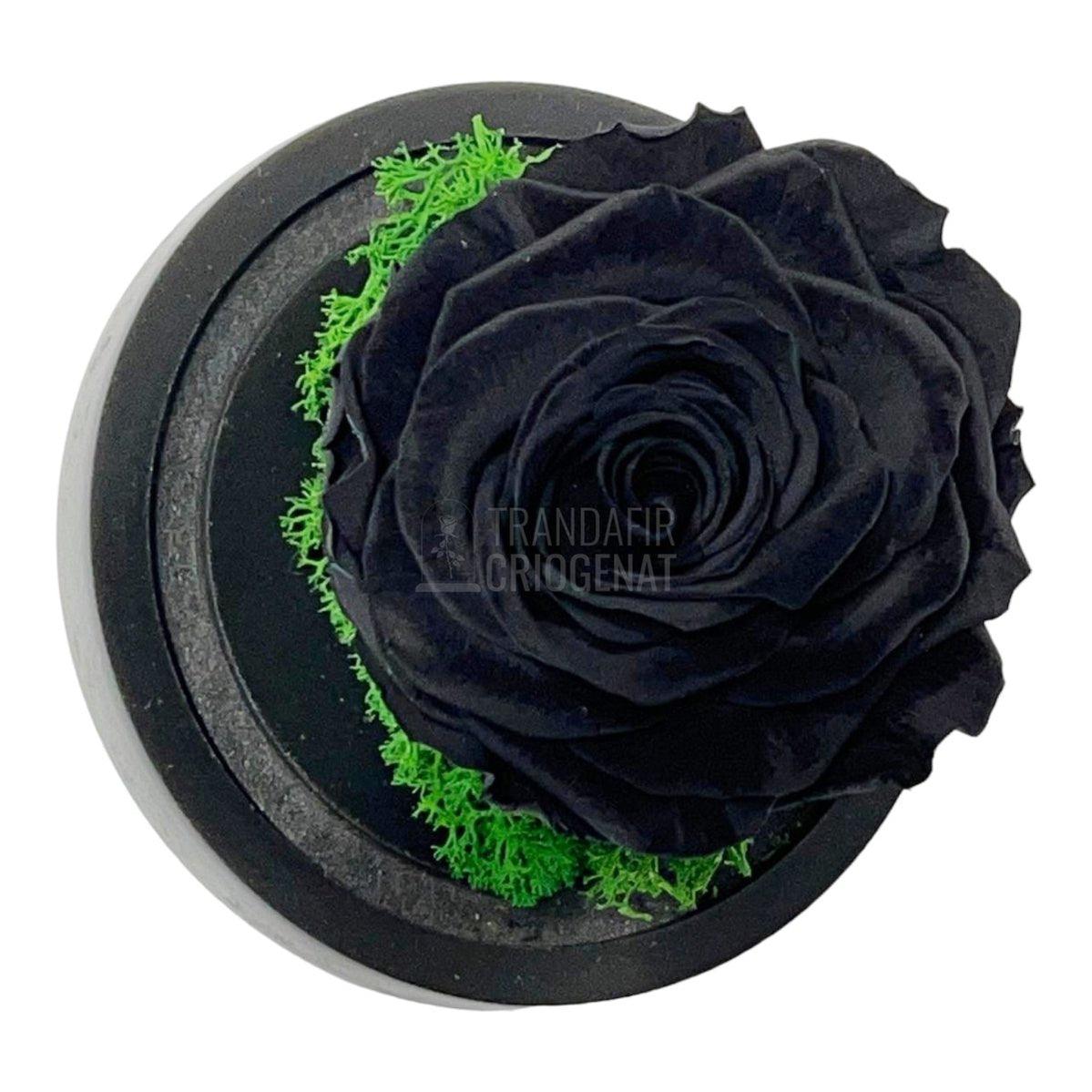 Trandafir Criogenat negru Ø8cm in cupola de sticla 10x15cm - Trandafir-Criogenat.ro