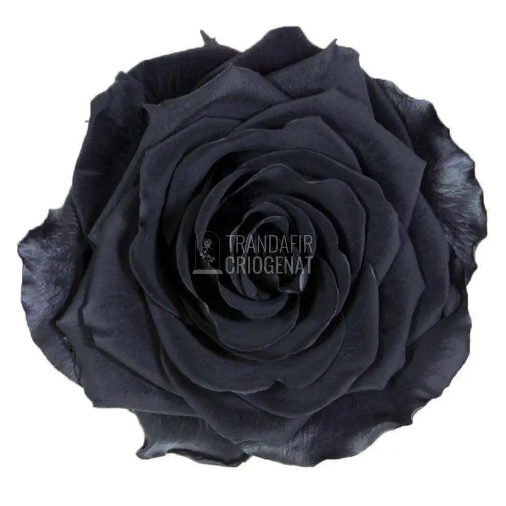 Trandafir Criogenat negru Ø8cm in cupola de sticla 12x25cm - Trandafir-Criogenat.ro