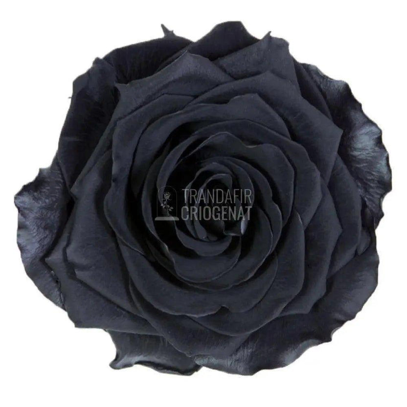 Trandafir Criogenat negru Ø8cm in cupola de sticla 12x25cm - Trandafir-Criogenat.ro