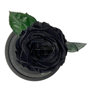 Trandafir Criogenat negru Ø8cm in cupola de sticla, cu mesaj - Trandafir-Criogenat.ro