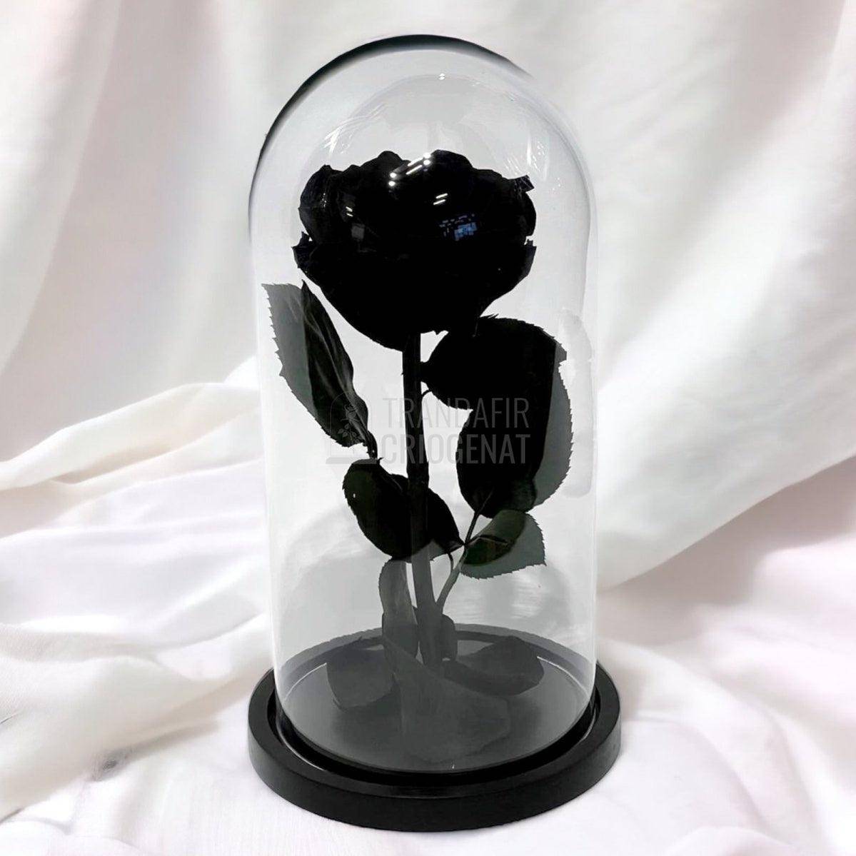 Trandafir Criogenat negru Ø8cm in cupola de sticla, cu mesaj - Trandafir-Criogenat.ro