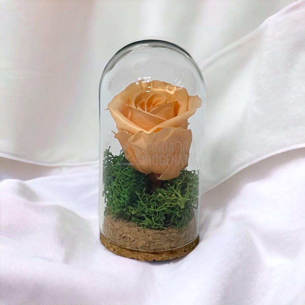 Trandafir Criogenat piersica in cupola sticla 5x9,5cm (marturie) - Trandafir-Criogenat.ro
