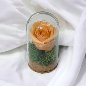 Trandafir Criogenat piersica in cupola sticla 5x9,5cm (marturie) - Trandafir-Criogenat.ro