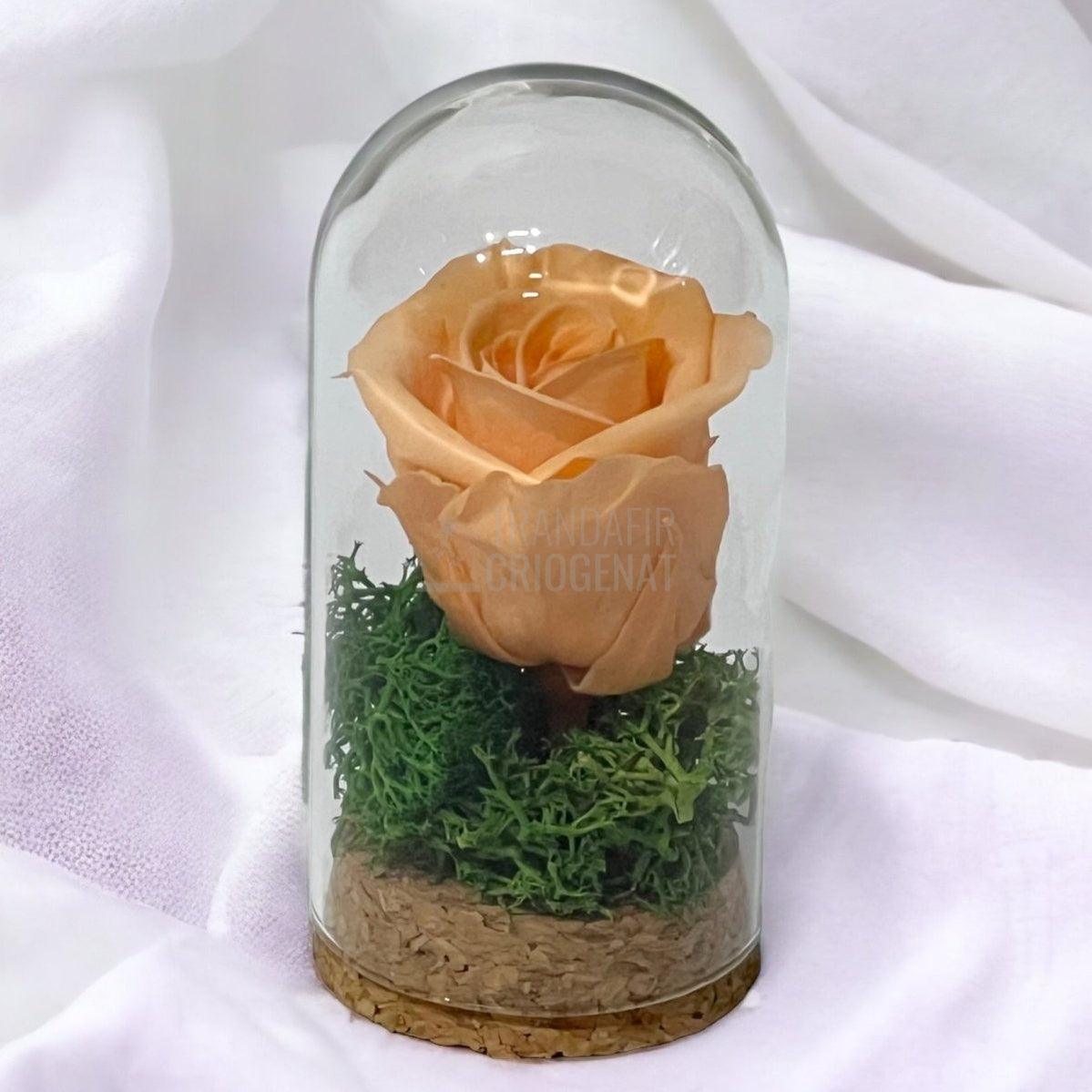 Trandafir criogenat piersică în cupolă sticlă 5 × 9,5 cm (marturie)