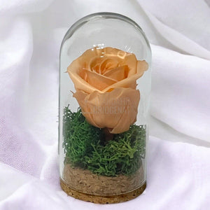 Trandafir Criogenat piersica in cupola sticla 5x9,5cm (marturie) - Trandafir-Criogenat.ro