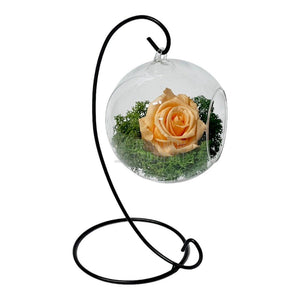 Trandafir Criogenat piersica in glob sticla suspendat Ø10cm - Trandafir-Criogenat.ro