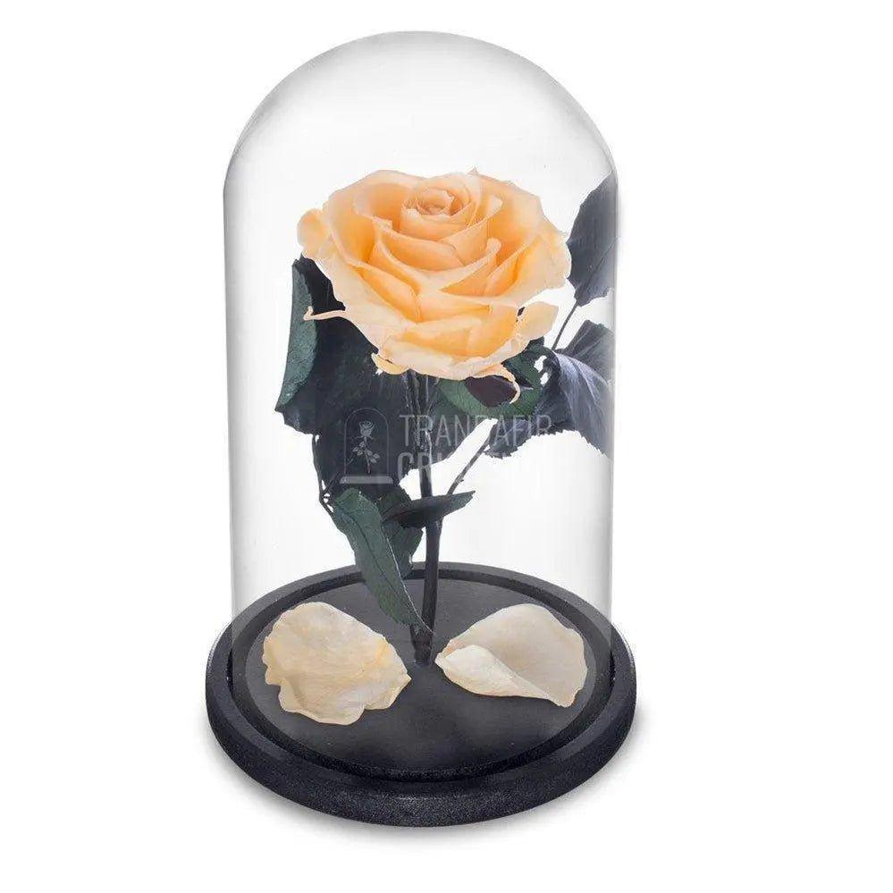 Trandafir Criogenat piersica Ø6,5cm in cupola sticla 10x20cm - Trandafir-Criogenat.ro