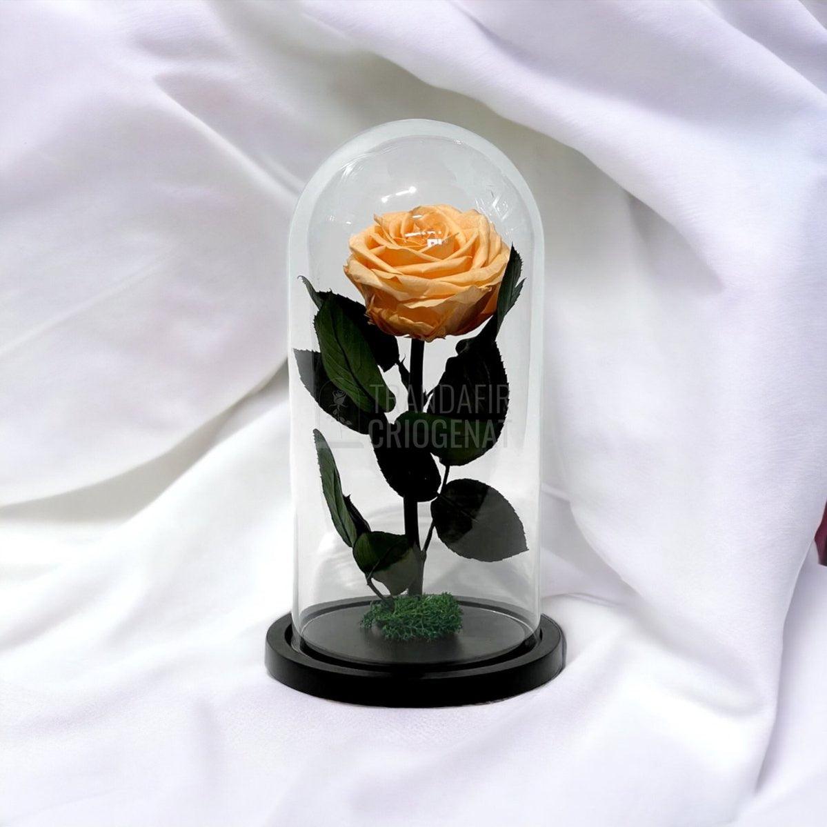 Trandafir Criogenat piersica Ø8cm in cupola de sticla, cu mesaj - Trandafir-Criogenat.ro