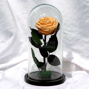Trandafir Criogenat piersica Ø8cm in cupola de sticla, cu mesaj - Trandafir-Criogenat.ro