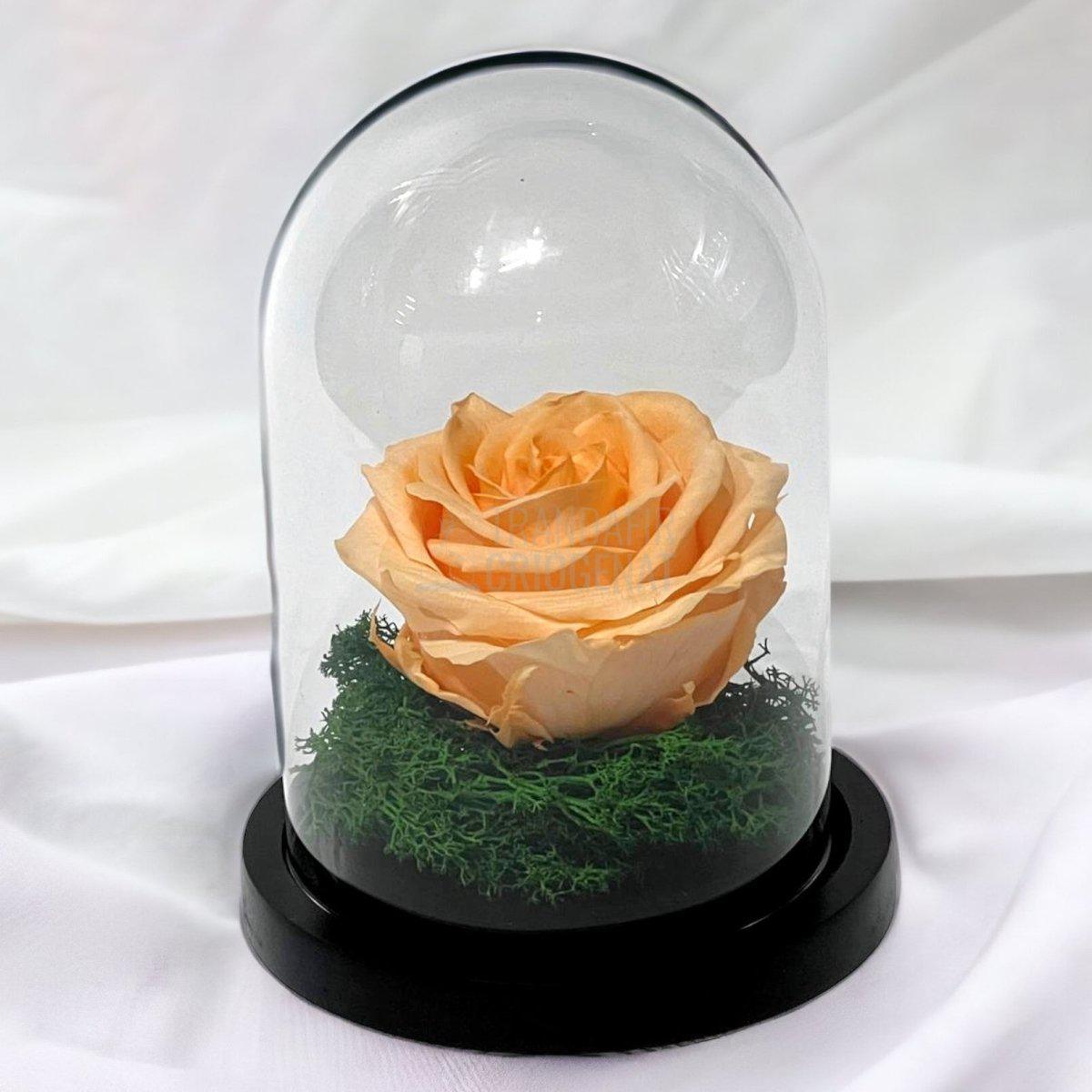 Trandafir Criogenat piersica Ø8cm in cupola sticla 10x15cm - Trandafir-Criogenat.ro