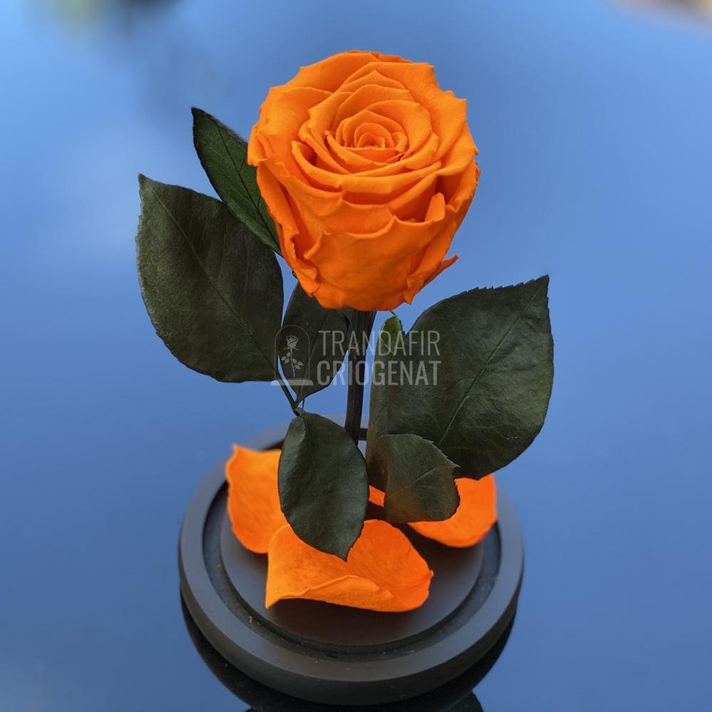Trandafir Criogenat portocaliu Ø6,5cm in cupola 10x20cm - Trandafir-Criogenat.ro
