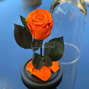 Trandafir Criogenat portocaliu Ø6,5cm in cupola de sticla - Trandafir-Criogenat.ro