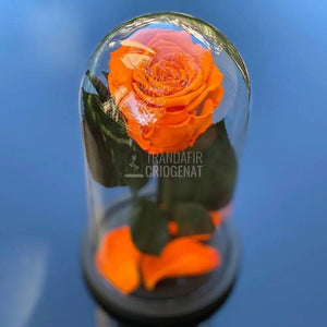 Trandafir Criogenat portocaliu Ø6,5cm in cupola de sticla - Trandafir-Criogenat.ro