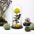Trandafir Criogenat premium galben Ø8cm in cupola 12x25cm - Trandafir-Criogenat.ro