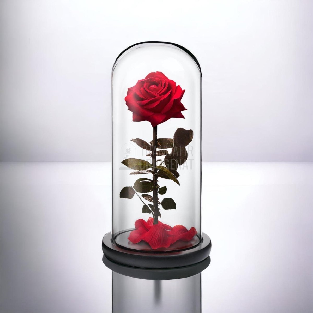 Trandafir Criogenat premium rosu Ø8cm in cupola sticla 12x25cm - Trandafir-Criogenat.ro