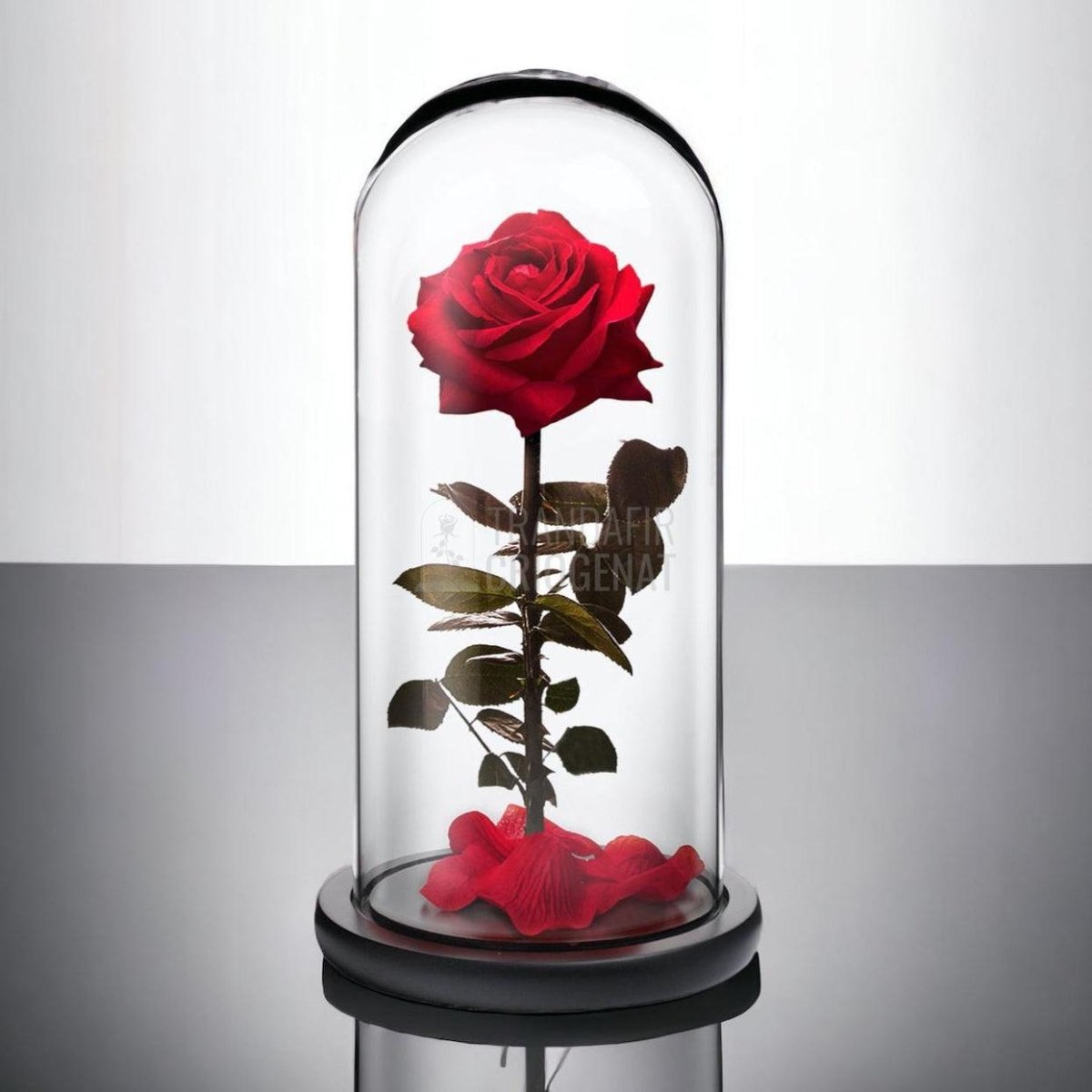 Trandafir Criogenat premium rosu Ø8cm in cupola sticla 12x25cm - Trandafir-Criogenat.ro