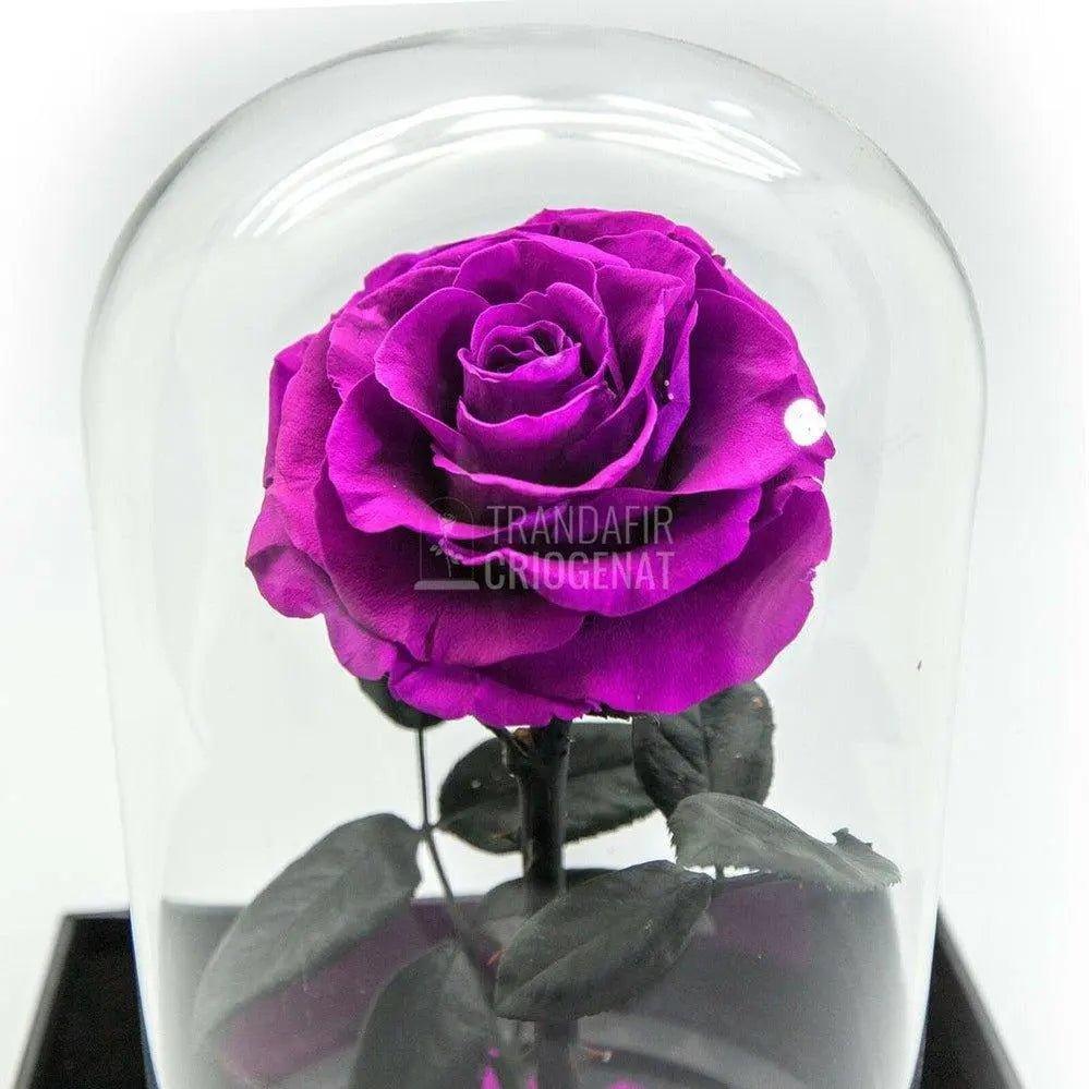 Trandafir Criogenat purpuriu bella Ø8cm in cupola 12x25cm - Trandafir-Criogenat.ro