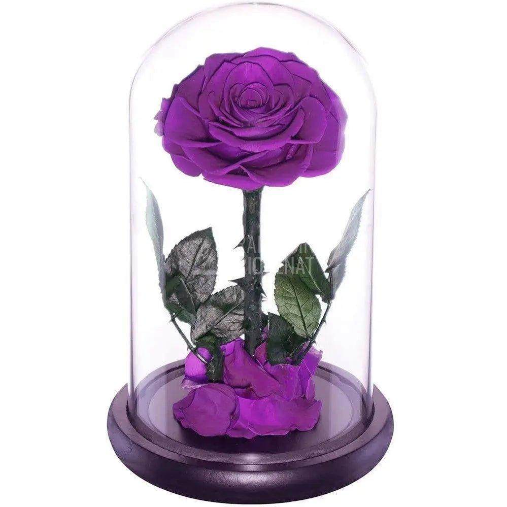 Trandafir Criogenat purpuriu bonita Ø9,5cm in cupola 12x25cm - Trandafir-Criogenat.ro